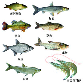 鱼