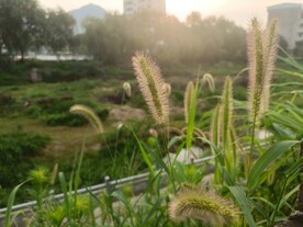 碧草