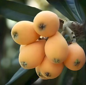 枇杷
