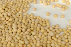 黄豆