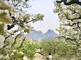 山间梨花开
