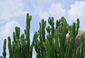 厦门万石植物园仙人掌