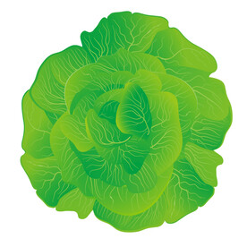 大白菜