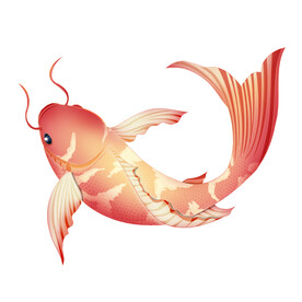 锦鲤插画