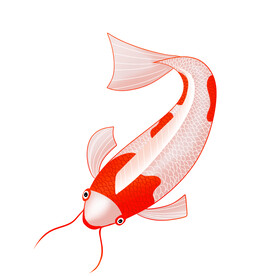 锦鲤插画