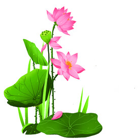 荷花