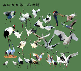 吉林省省鸟丹顶鹤二
