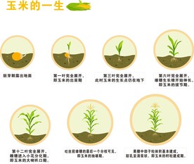 玉米的一生