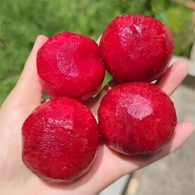 黑布林