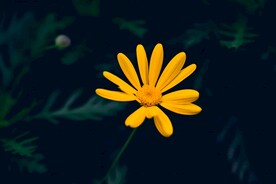 雏菊