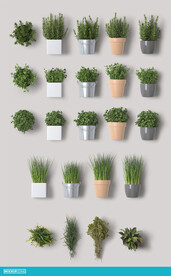 植物
