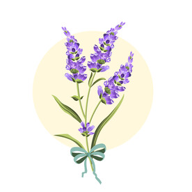 薰衣草