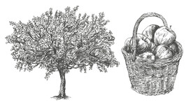 苹果树 苹果蓝插画背景