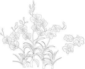 兰花