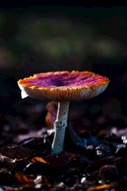 蘑菇