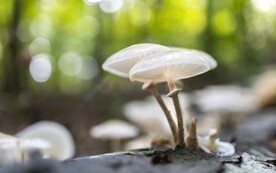 蘑菇