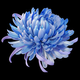 3D渐变菊花