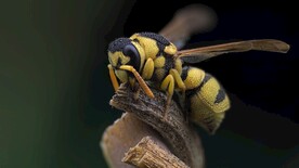 黄胡蜂