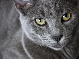 美短猫特写