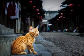 橘猫