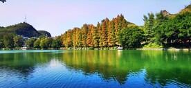 落羽杉