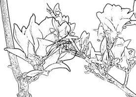 玉兰花白描