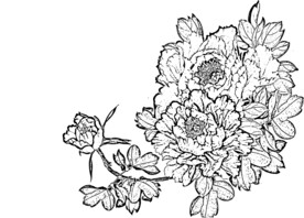 牡丹白描