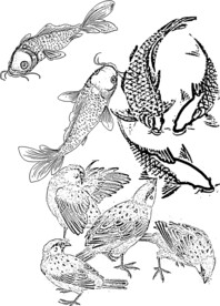 鱼白描