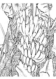 芭蕉