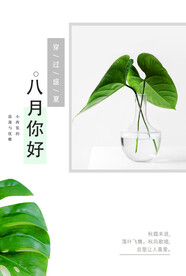 你好八月