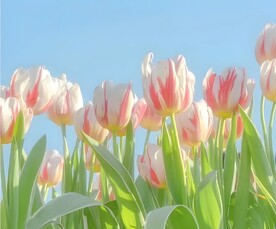 郁金香