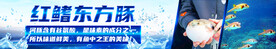 东方红鳍豚河豚鱼灯箱海报
