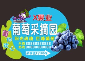 葡萄采摘