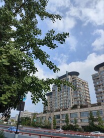 树的那边