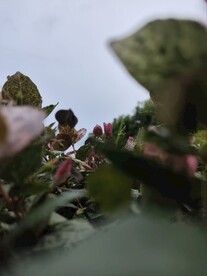 小草的视野