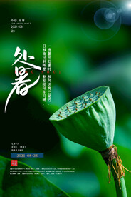 处暑莲蓬美景