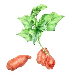 红薯  