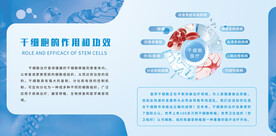 干细胞作用