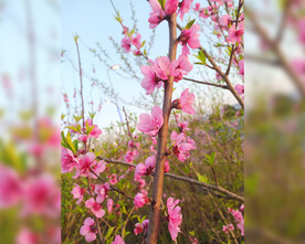 桃花  春天 