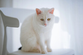 萌猫