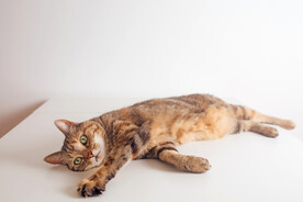 萌猫 