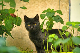萌猫
