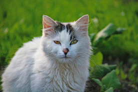 萌猫