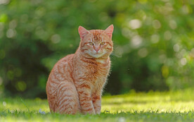 萌猫