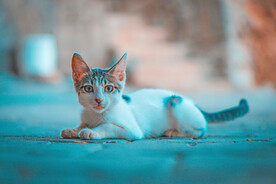 萌猫