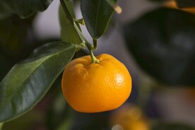 沃柑
