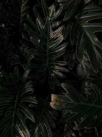 春羽