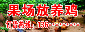 果场放养鸡