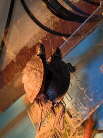 乌龟