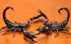 蝎子摄影图